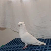 جوجه سفید چشم سفید بی نظیر