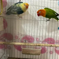 معاوضه یا فروش با جوجه سرلاکی برزیلی|پرنده|کرمانشاه, |دیوار