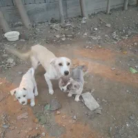 توله سک پا کوتاه|سگ|گمیشان, |دیوار