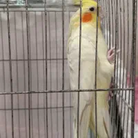 عروس هلندی لوتینو|پرنده|رشت, سیا اسطلخ|دیوار