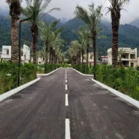 نخل لاکچری برای ویلا