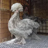 یک جفت نیمچه سلطان