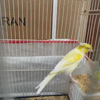 قناری سوپری کاکلی نر مست بخون