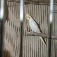 عروس هلندی