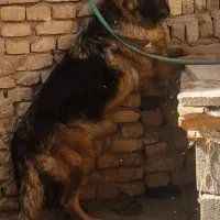 سگ ژرمن ماده بی صدا