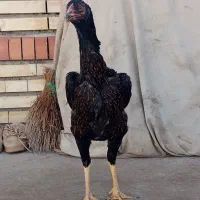 جوجه مرغ لاری میکس اوشامو وافغان ۷ماهه دنگ بالا