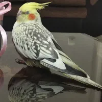 گم شده