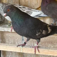 کبوتر پرشی