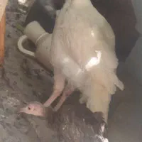بقلمون