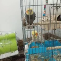 عروس هلندی|پرنده|جوانرود, |دیوار