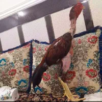 خروس افغان قد بلند