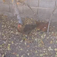 مرغ محلی|حیوانات مزرعه|ارشق, |دیوار