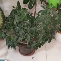 گل،|گل و گیاه طبیعی|سنندج, |دیوار