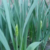 سبزی شوید|خوردنی و آشامیدنی|فاضل آباد, |دیوار