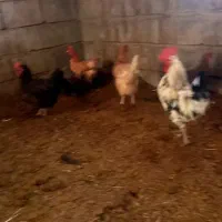 فروش مرغ و جوجه اصیل و سالم