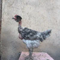 جوجه خروس گردن لختی محلی|حیوانات مزرعه|قزوین, |دیوار