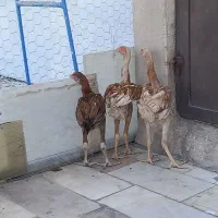 خروس لاری جوجه