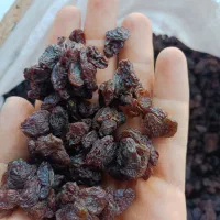 کشمش افتابی سورت لیزر بدون حتی یه دونه سوک و روغن|خوردنی و آشامیدنی|اصفهان, زهران|دیوار