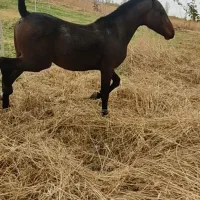 خرید و فروش اسب