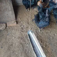 تخم نطفه دار مرغ ایام سمانی