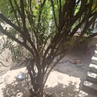 فروش خونه ویلایی ۱۰۰ متری