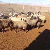 میش بره گوسفند