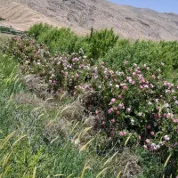 فروش ۵هزارمتر مربع باغ