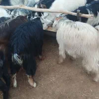 کهره نر و ماده|حیوانات مزرعه|حنا, |دیوار