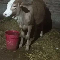 دو عدد گوساله جنس خوب و گوشت خوب