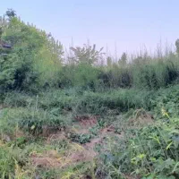 فروش ۵۲۰ متر زمین مسکونی دریاسر|فروش زمین و ملک کلنگی|شلمان, |دیوار