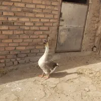 غاز|حیوانات مزرعه|نیشابور, رحیم آباد|دیوار