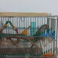 طوطی گرینچیک رنگ خاص