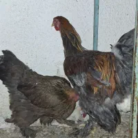 مرغ و خروس برهما