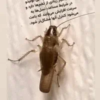 فروش سم مخصوص سوسک|لوازم نظافت|اهواز, مجاهد|دیوار