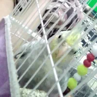 عروس هلندی نرسخن گو