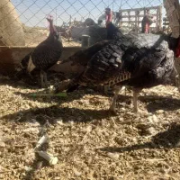 بوقلمون محلی ماده