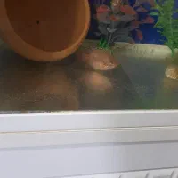 ماهی|ماهی|مشهد, تلگرد|دیوار