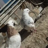 فروش پنج تا کفتر رنگی|پرنده|داراب, |دیوار