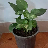 تعدادی گل آپارتمانی|گل و گیاه طبیعی|محمدشهر, سیدآباد|دیوار