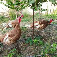 بوقلمون بور بن سالم و بسیار سرحال بالغ|حیوانات مزرعه|پیرانشهر, |دیوار