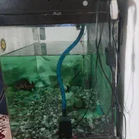 فروش  اکواریوم|ماهی|تهران, شهرک ابوذر|دیوار