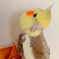 عروس سخنگو|پرنده|رضوانشهر, |دیوار