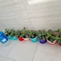 کراسولا یشم|گل و گیاه طبیعی|تبریز, |دیوار