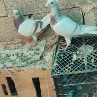 کبوتر سوسنی پیازی