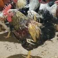 خروس محلی گلپایگانی