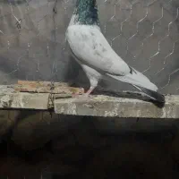 دوستان این کفتر رو فراری دادم