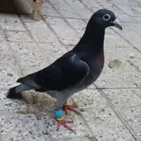 کله سیا کله دم سبز نرمقبول