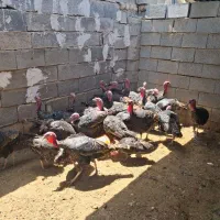 بوقلمون نرو ماده