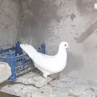 کفتر تهرانی|حیوانات|نهاوند, |دیوار