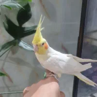 جفت عروس هلندی نر سخنگو